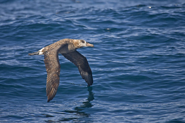 A Black-footed Albatross, Phoebastria nigripes flying above the waves - Photo, Image