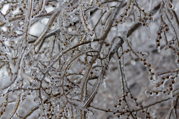 Arbres branches couvertes de glace après la pluie verglaçante
 - Photo, image