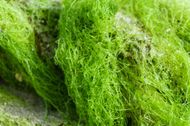 Detalle de algas verdes de primer plano como fondo
 - Foto, imagen