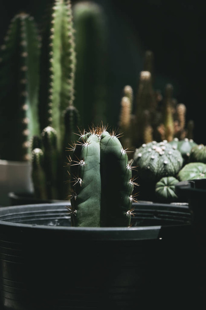 Close up of cactus plants in the pot. - Foto, imagen