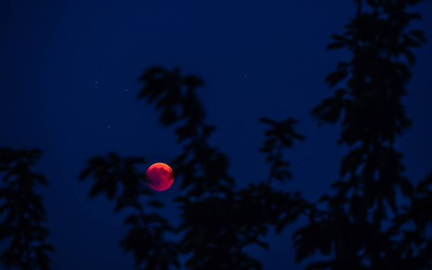 lua cheia vermelha vista atrás de árvore lua de sangue de 2018 suíça
 - Foto, Imagem
