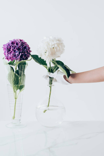 cropped view of woman putting hydrangea flowers in vases, on white - Foto, Imagen