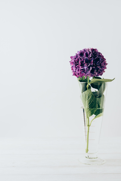 violetti hortensia kukka lasi maljakko, valkoinen
 - Valokuva, kuva