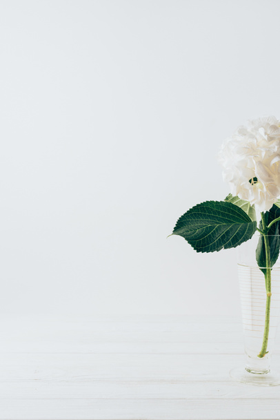 flor blanca de hortensia en jarrón de cristal, sobre blanco
 - Foto, Imagen
