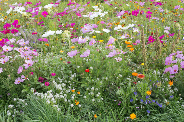 letní louka se spoustou různých kvetoucí divoké letní květiny - Fotografie, Obrázek