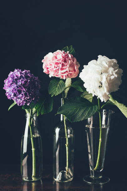 beautiful pink, white and purple hortensia flowers in glass vases in row, on black - Foto, Imagem
