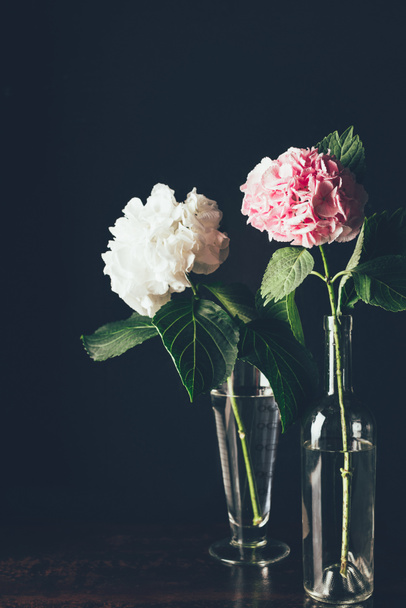 pink and white hortensia flowers in glass vases, on black - Foto, afbeelding