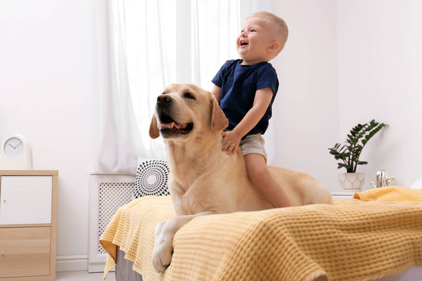 Adorable yellow labrador retriever and little boy on bed at home - Zdjęcie, obraz