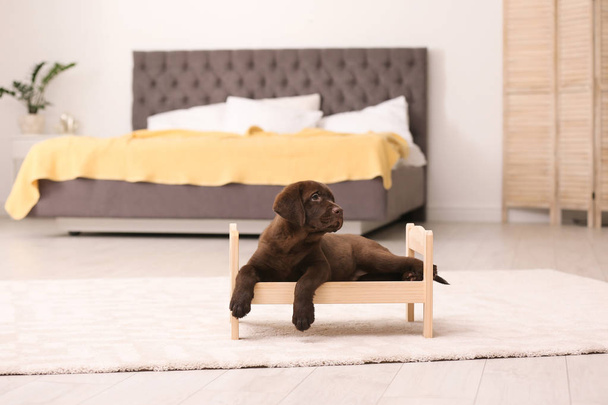 Adorable chocolate labrador retriever on toy bed at home - Fotó, kép