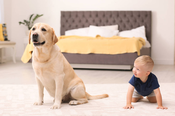 Adorable yellow labrador retriever and little boy at home - 写真・画像
