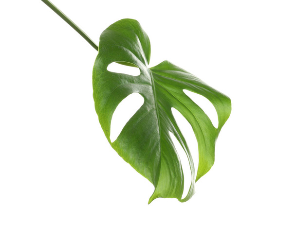白い背景のグリーン ・ モンステラ リーフ。熱帯植物 - 写真・画像