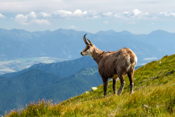 25+ Thousand Chamois Royalty-Free Images, Stock Photos & Pictures
