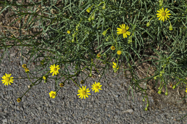 Fresh Anthemis tinctoria, dyer's chamomile or yellow camomile flowers blooming in meadow, district Drujba, Sofia, Bulgaria    - Photo, Image