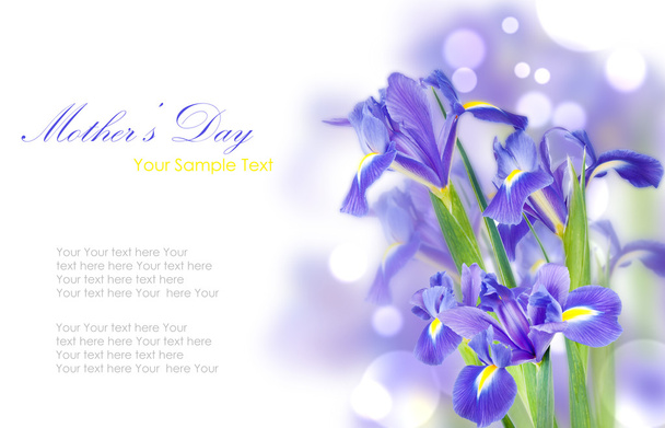 Fiori freschi di iris primaverili idolatrati sul bianco
 - Foto, immagini