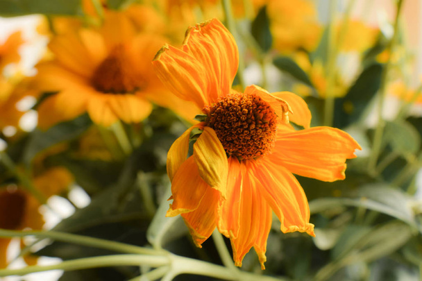 Gelbe Blüten in Nahaufnahme. - Foto, Bild