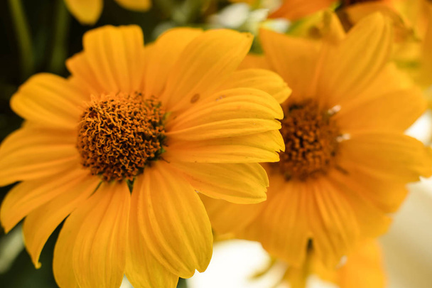 Yellow flowers in a close up. - Photo, Image