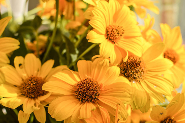 Yellow flowers in a close up. - Photo, Image