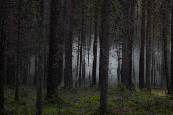 Dia nebuloso na floresta. Um pouco assustador, mas tudo incrível.
. - Foto, Imagem