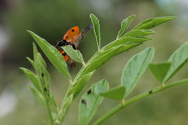 Yapraktaki uğur böceği - Fotoğraf, Görsel