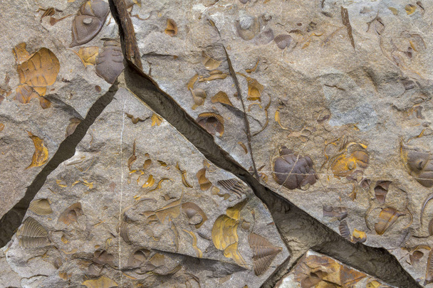 фрагментований повний фон рамки, що показує багато водних скам'янілостей
 - Фото, зображення