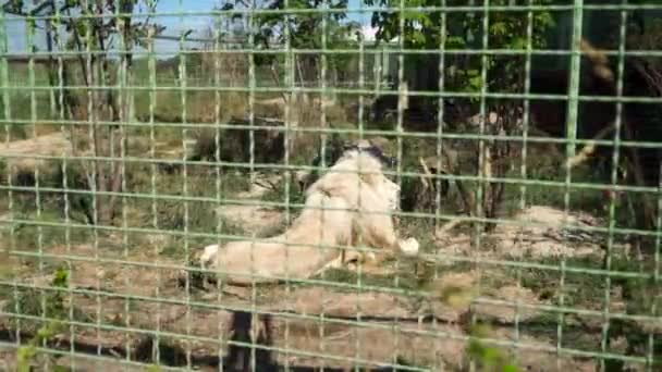 Beautiful lion is resting at the zoo - Filmati, video