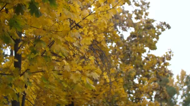 Hojas de arce de otoño, influir en el viento en el parque. Movimiento lento
. - Metraje, vídeo