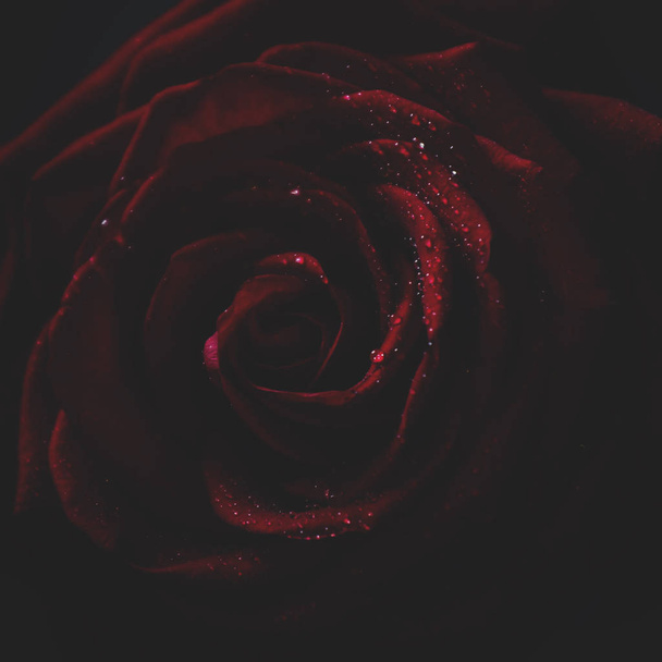 Red rose, dark background, shallow depth of field - Photo, image