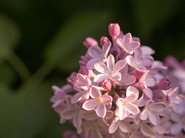 Lilac flowers bright under the rays of the morning sun - Foto, Imagen