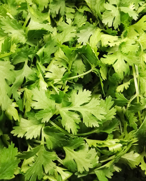 食事の調味料の原料として葉の明るい緑のコリアンダーのクローズ アップ - 写真・画像