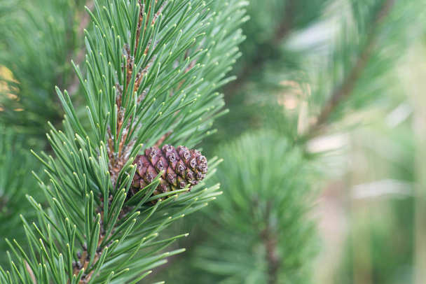 cone on mountain pine twig macro - Photo, Image