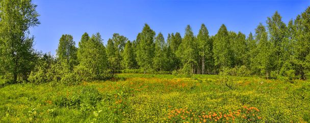Kesällä panoraamanäkymät maaseudulle kukoistavalla metsäaukiolla tai niityllä. Luonnonvaraiset appelsiininkukat Trollius altaicus, Ranunculaceae kukinta niityllä
 - Valokuva, kuva