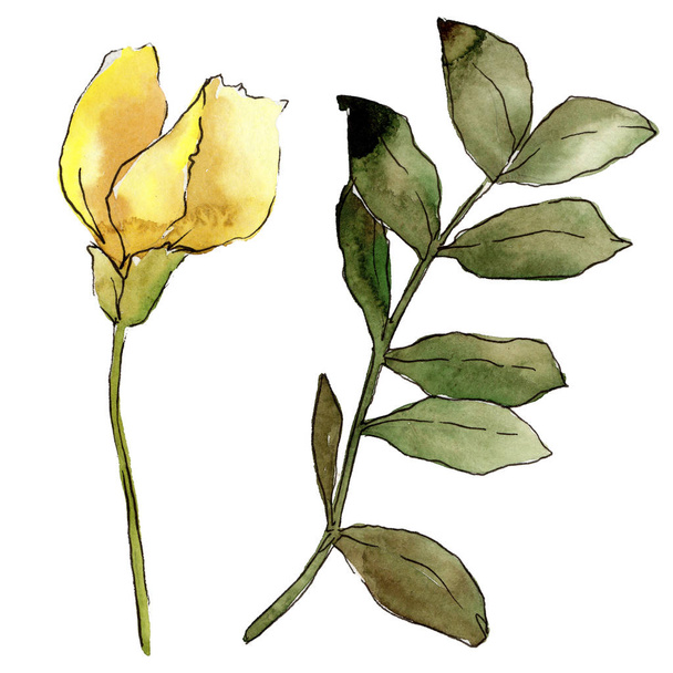 水彩の黄色いアカシアの葉。葉植物植物園花葉。孤立した図の要素。背景、テクスチャ、ラッパー パターン、フレームや境界線の aquarelle 葉. - 写真・画像