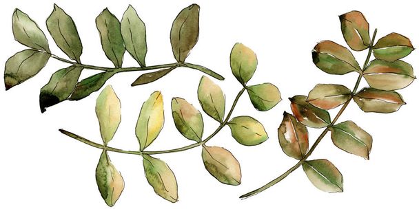 Watercolor yellow acacia leaf. Leaf plant botanical garden floral foliage. Isolated illustration element. Aquarelle leaf for background, texture, wrapper pattern, frame or border. - Foto, imagen