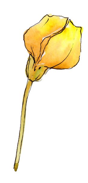 Акварельный желтый лист акации. Цветочная листва ботанического сада. Изолированный элемент иллюстрации. Лист акварели для фона, текстуры, обёртки, рамки или рамки
. - Фото, изображение