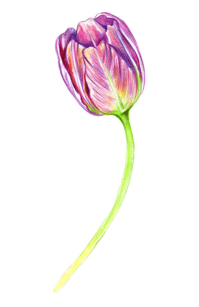 Hand drawing of a realistic tulip - Fotoğraf, Görsel