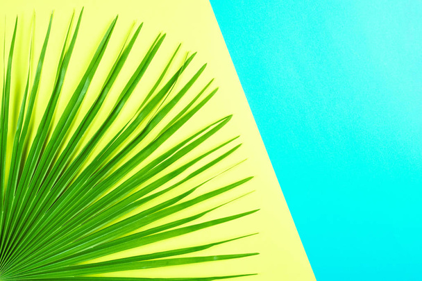 Tropický Palmový list s barevné pozadí. - Fotografie, Obrázek