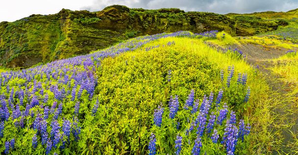 Красиві purple Люпин нутка Луки поле на півдні Ісландії, раннього літній час - Фото, зображення