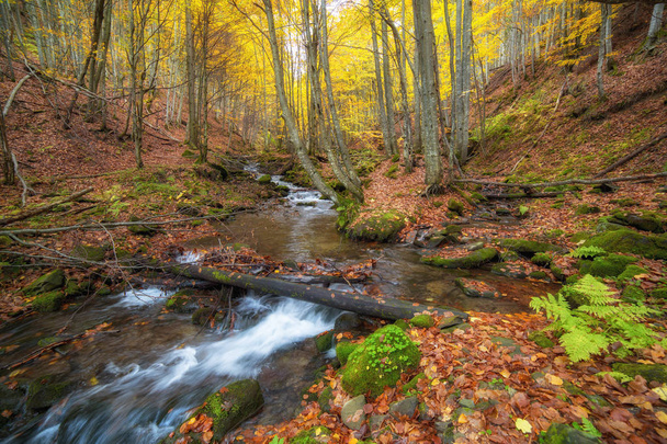 秋には、グレート ・ スモーキー山脈国立公園、テネシー州の小さな川のビュー - 写真・画像