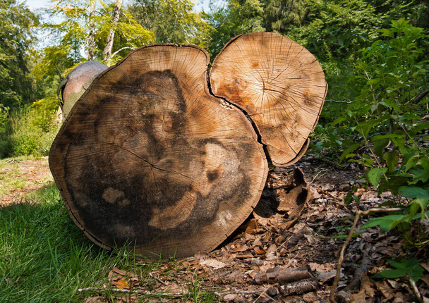 Vue depuis un arbre abattu avec deux troncs d'arbres photographiés dans une clairière de la forêt
 - Photo, image