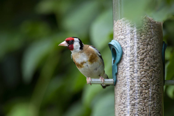 Primo piano di un cardellino seduto su un alimentatore di uccelli da giardino a Bath, Inghilterra
. - Foto, immagini