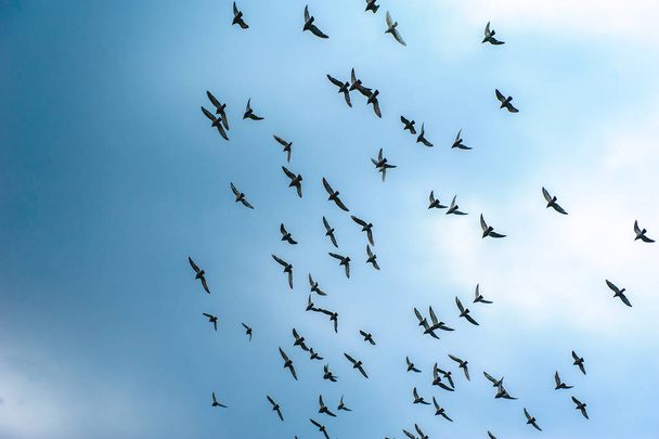 空の背景に飛んでいるハトの群れ - 写真・画像