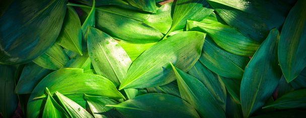 Fresh garden leaves lily valley organic gardening background concept crop ecology summer autumn spring Leaf texture green natural macro layout closeup toned - Photo, image