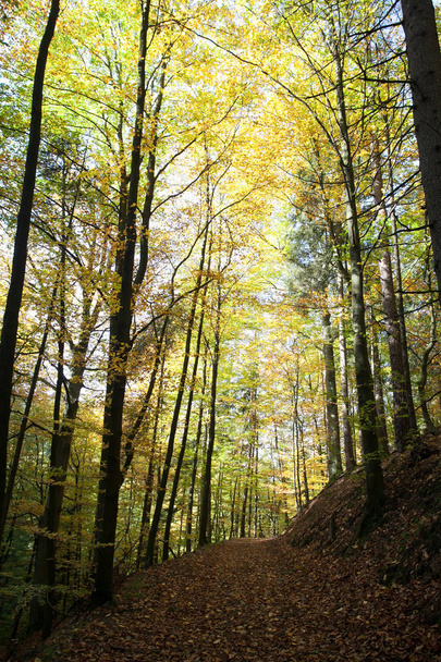 Magnifique nature en automne dans le parc national allemand de la Suisse saxonne. Chaîne de montagnes avec lumière et brouillard. Randonnée et escalade dans les magnifiques chaînes de montagnes de l'Elbe Sandstone Mountains
. - Photo, image