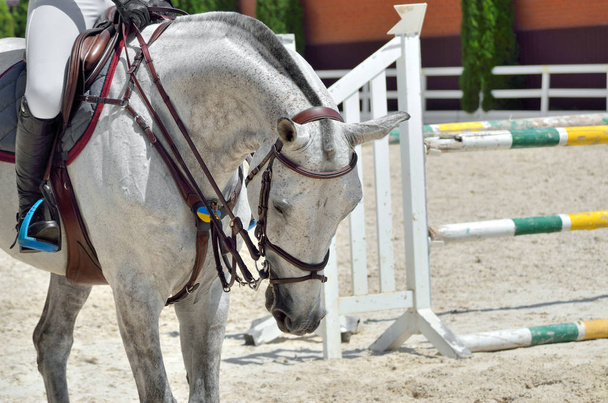 Молодой, атлетичный, чистокровный конь на выездке, крупный план
 - Фото, изображение