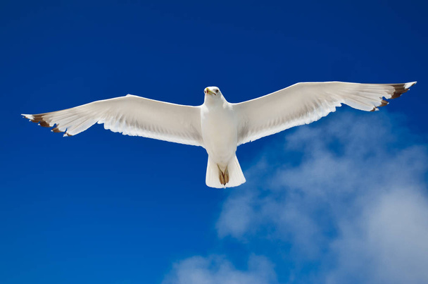 Белая чайка летит против голубого неба
 - Фото, изображение