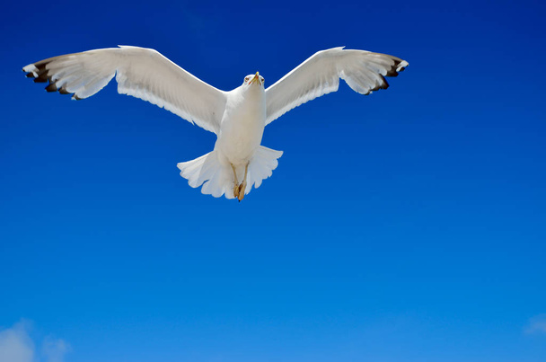 weiße Möwe fliegt gegen den blauen Himmel - Foto, Bild