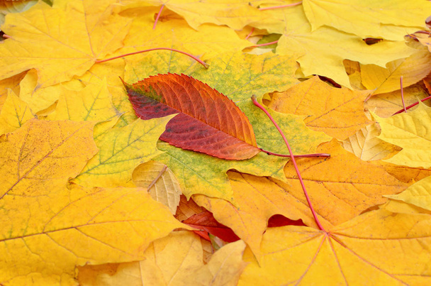 Vergilbte Ahornblätter im Herbstwald aus nächster Nähe. - Foto, Bild