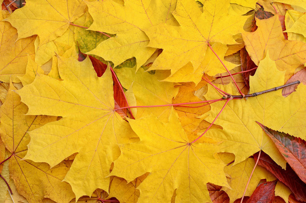 Vergilbte Ahornblätter im Herbstwald aus nächster Nähe. - Foto, Bild