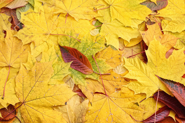 Yellowed maple leaves in the autumn forest close up. - Photo, Image