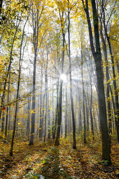 Rays of sun among trees in the autumn forest. - Fotografie, Obrázek